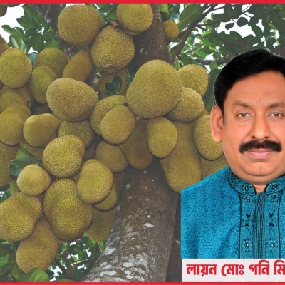 কাঁঠালের পুষ্টিমান প্রক্রিজাতকরণ ও অর্থনৈতিক গুরুত্ব-  লায়ন মোঃ গনি মিয়া বাবুল