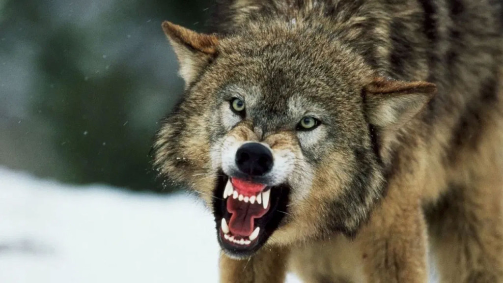 নড়াইলে আন্তর্জাতিক তথ্য অধিকার দিবসে আলোচনা