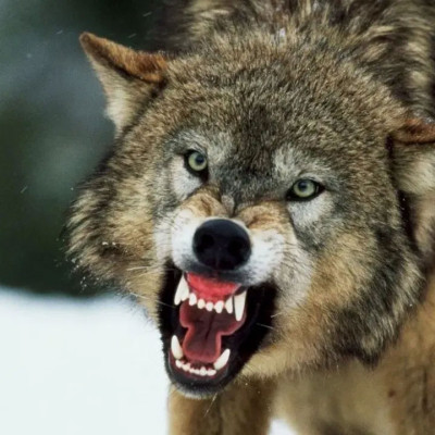 নড়াইলে আন্তর্জাতিক তথ্য অধিকার দিবসে আলোচনা