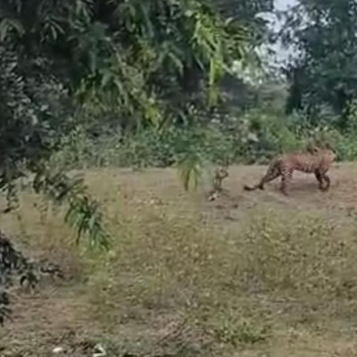 চিতাবাঘের সঙ্গে মজা করতে গিয়ে ভয়াবহ বিপদে তিন যুবক (ভিডিও)