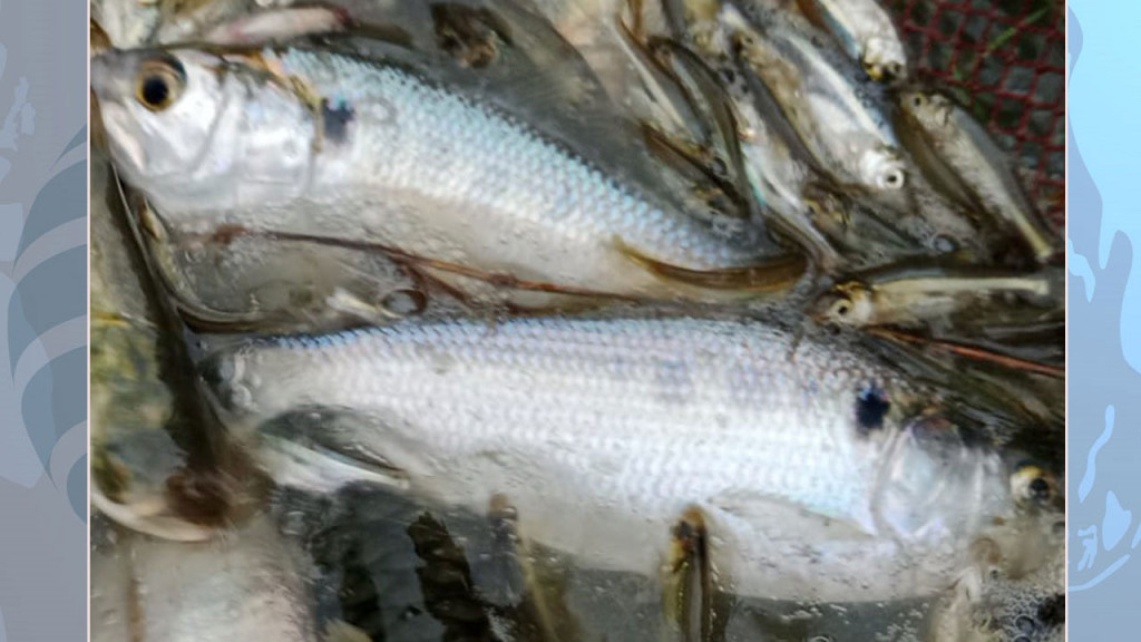 পটলক্ষেতে মিলল নিখোঁজ রিকশাচালকের মরদেহ