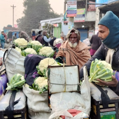 নওগাঁয় ১ টাকায় বিক্রি হচ্ছে ফুলকপি, তবুও ক্রেতা নেই