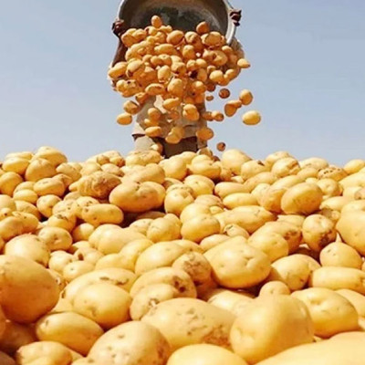 আরও ৯ শুল্ক স্টেশন দিয়ে তিন দেশের আলু আমদানির অনুমতি