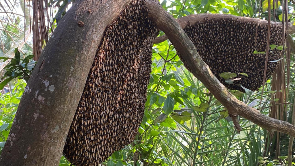 দুই মৌচাক থেকে মামুনের বছরে আয় ৫০ হাজার টাকা