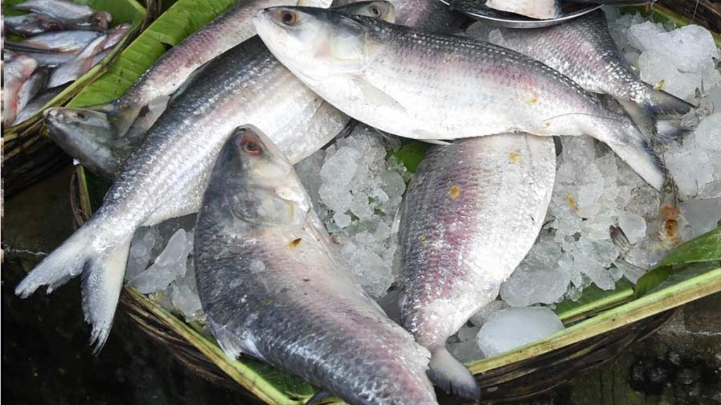 ক্রেতা হারাল পদ্মার ইলিশ, সিঁদুরে মেঘ দেখছেন ওপারের ব্যবসায়ীরা