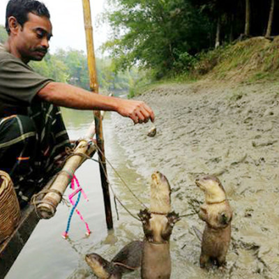 নড়াইলে ভোঁদড়ে মাছ শিকারে চলে ৪০ পরিবার
