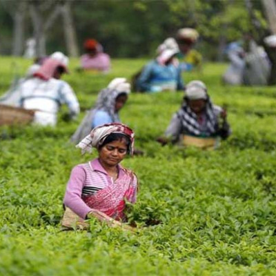 চা শ্রমিক-কর্মচারীদের নিম্নতর মজুরি ঘোষণা