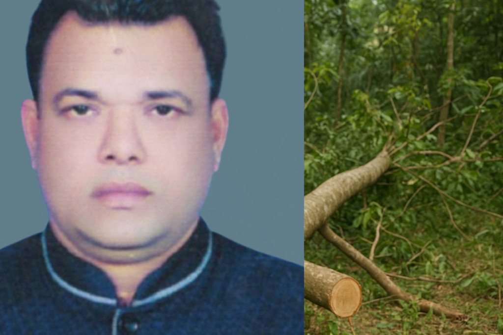 শাহাবাদে সরকারি গাছ চুরি, চেয়ারম্যান অভিযুক্ত!