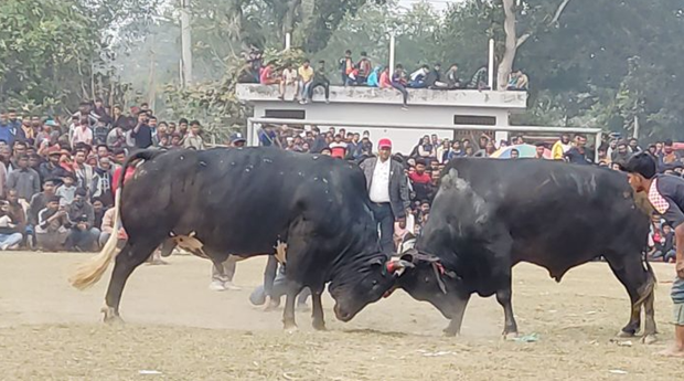 সুলতান মেলায় ঐতিহ্যবাহী ষাঁড়ের লড়াই