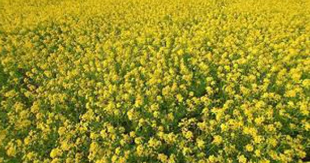 নড়াইলে বিস্তীর্ণ মাঠজুড়ে হলুদের সমারোহ