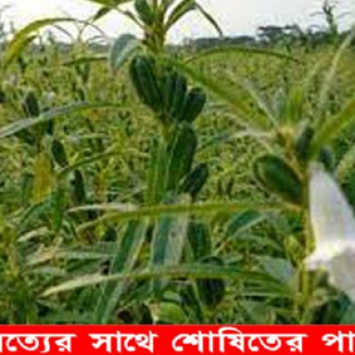 নড়াইলে তিলের বাম্পার ফলনের সম্ভাবনা