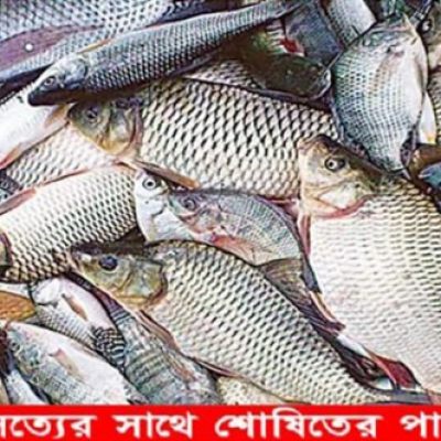 নড়াইলে চাহিদার তুলনায় বার্ষিক ২ হাজার টন বেশি মাছ উৎপাদন