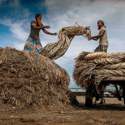 পাট চাষিদের হাহাকার, দেখার কেউ নেই