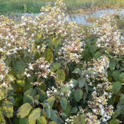 নড়াইলে মেঠো পথে মুগ্ধতা ছড়াচ্ছে অপরূপ ভাঁট ফুল