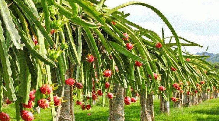 নড়াইলে ড্রাগন ফল চাষে ঝুঁকছেন কৃষকেরা