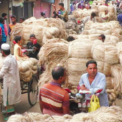 ভরা মৌসুমেও পাট বাজারে ধস, বিপাকে নড়াইলের চাষিরা