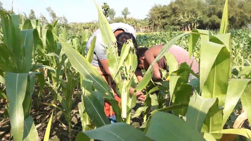 নষ্টের পথে শতবিঘা জমির ভুট্টা, দিশেহারা কৃষকরা