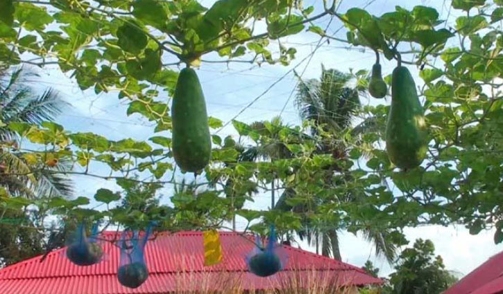 নড়াইলের আশ্রায়ণে বস্তা পদ্ধতিতে সবজি চাষ, অর্থনৈতিক স্বাচ্ছন্দ্যে বাসিন্দারা