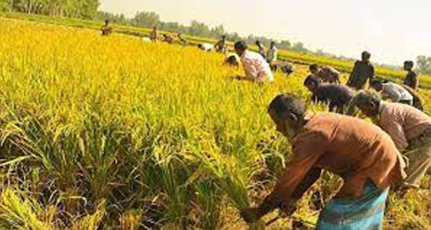 নড়াইলে আমনের বাম্পার ফলন : ধান কাটা-মাড়াইয়ে ব্যস্ত কৃষকরা
