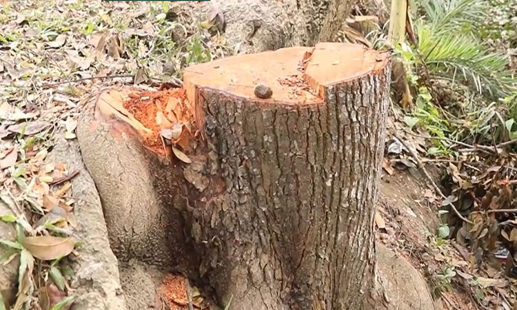 নড়াইলে সরকারি গাছ কেটে দুই লক্ষ টাকা লোপাট!