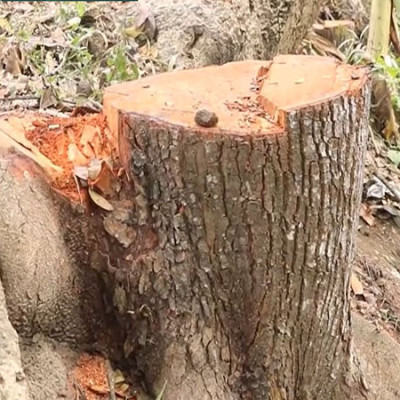নড়াইলে সরকারি গাছ কেটে দুই লক্ষ টাকা লোপাট!