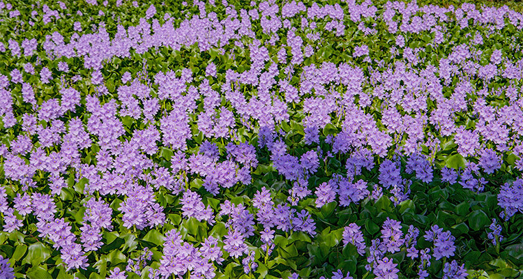 কচুরি ফুলের রূপ বৈচিত্রে মুগ্ধ প্রকৃতি প্রেমীরা