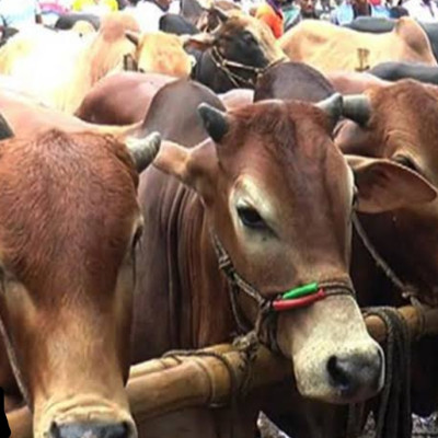 যেভাবে হবে কোরবানির পশুর হাটে ক্যাশলেস লেনদেন