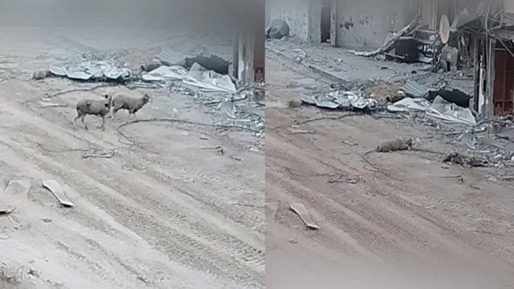 ফিলিস্তিনিদের ভেড়াকেও গুলি করে মারল ইসরায়েলি সেনারা