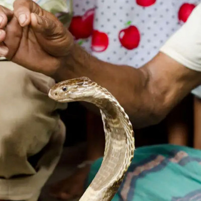 খেলা দেখানোর সময় সাপের কামড়ে প্রাণ গেল সাপুড়ের