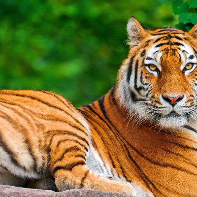 খাল থেকে বাঘের ভাসমান মরদেহ উদ্ধার