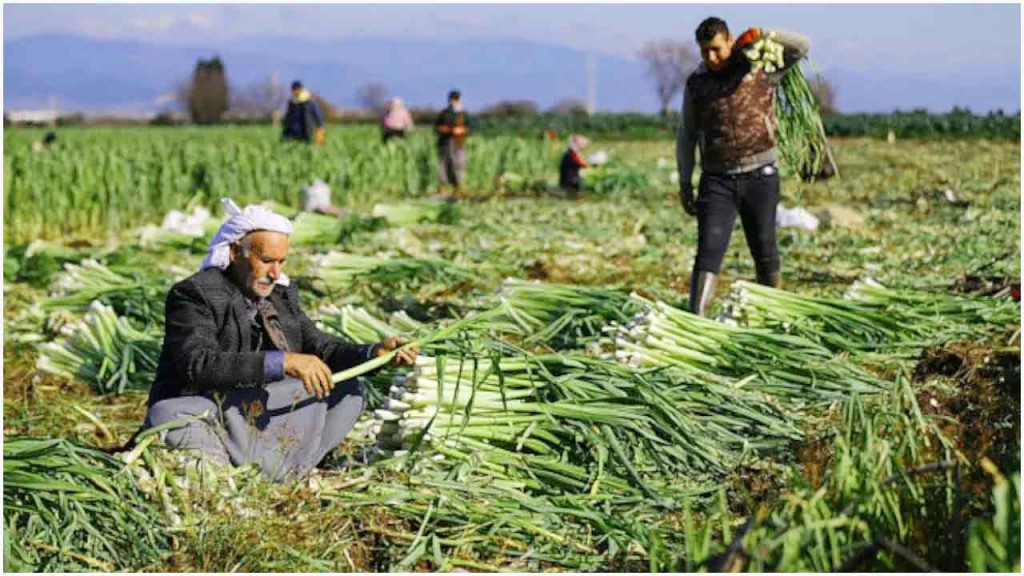 তুরস্কে শোচনীয় অবস্থায় কৃষকরা